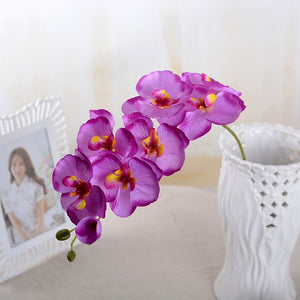 Fashion Butterfly Orchid