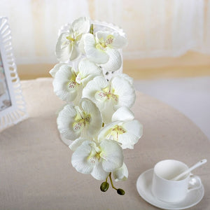 Fashion Butterfly Orchid